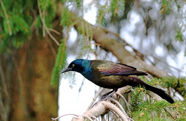 Iridescent Plumage by Deb Oppermann